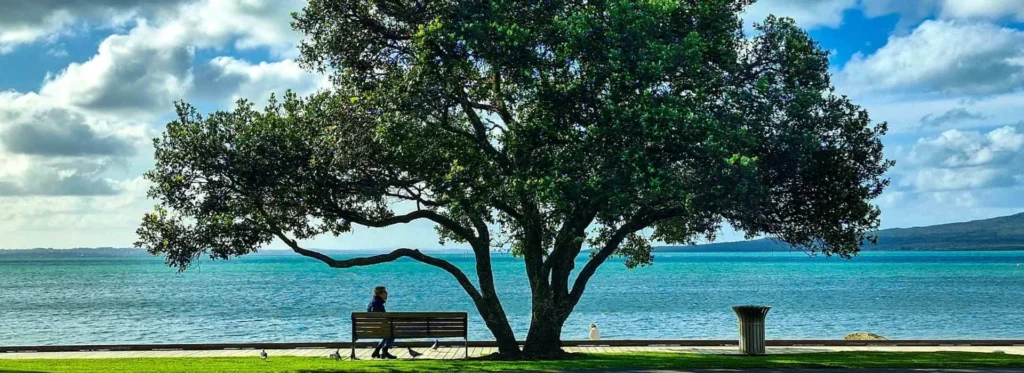 Coastal Auckland scene with tree and waterfront view, relaxed lifestyle setting